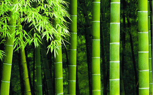 博詩曼衣柜:環(huán)保與品質(zhì)雙“誘惑”打造甜蜜好婚房